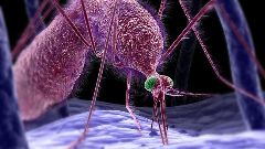 Kẻ ngăn chặn sốt xuất dengue